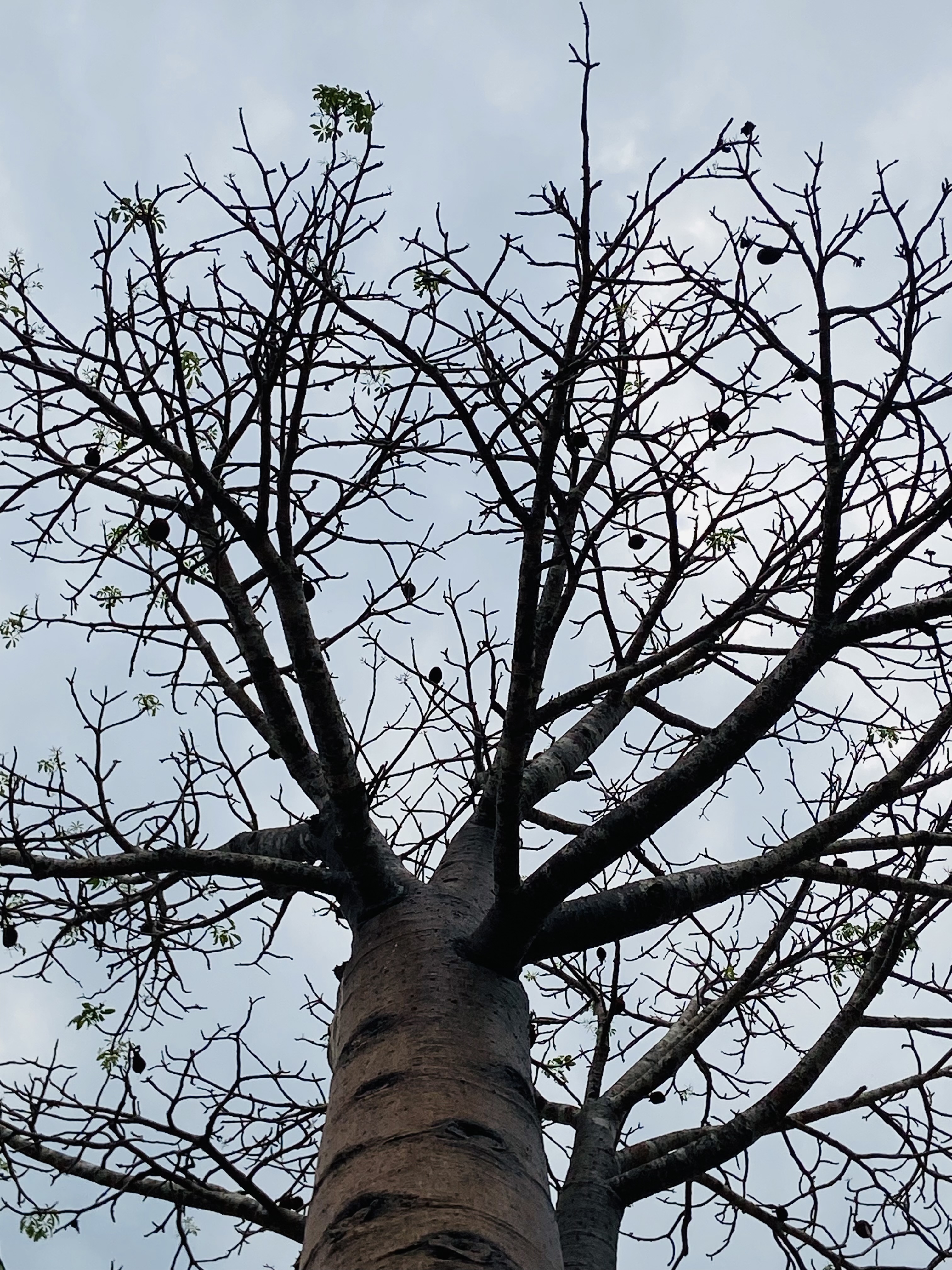 Baobabs majestueux de Belo sur Mer